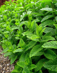 Fever Reducing Tea Tea The Herbologist Shop 