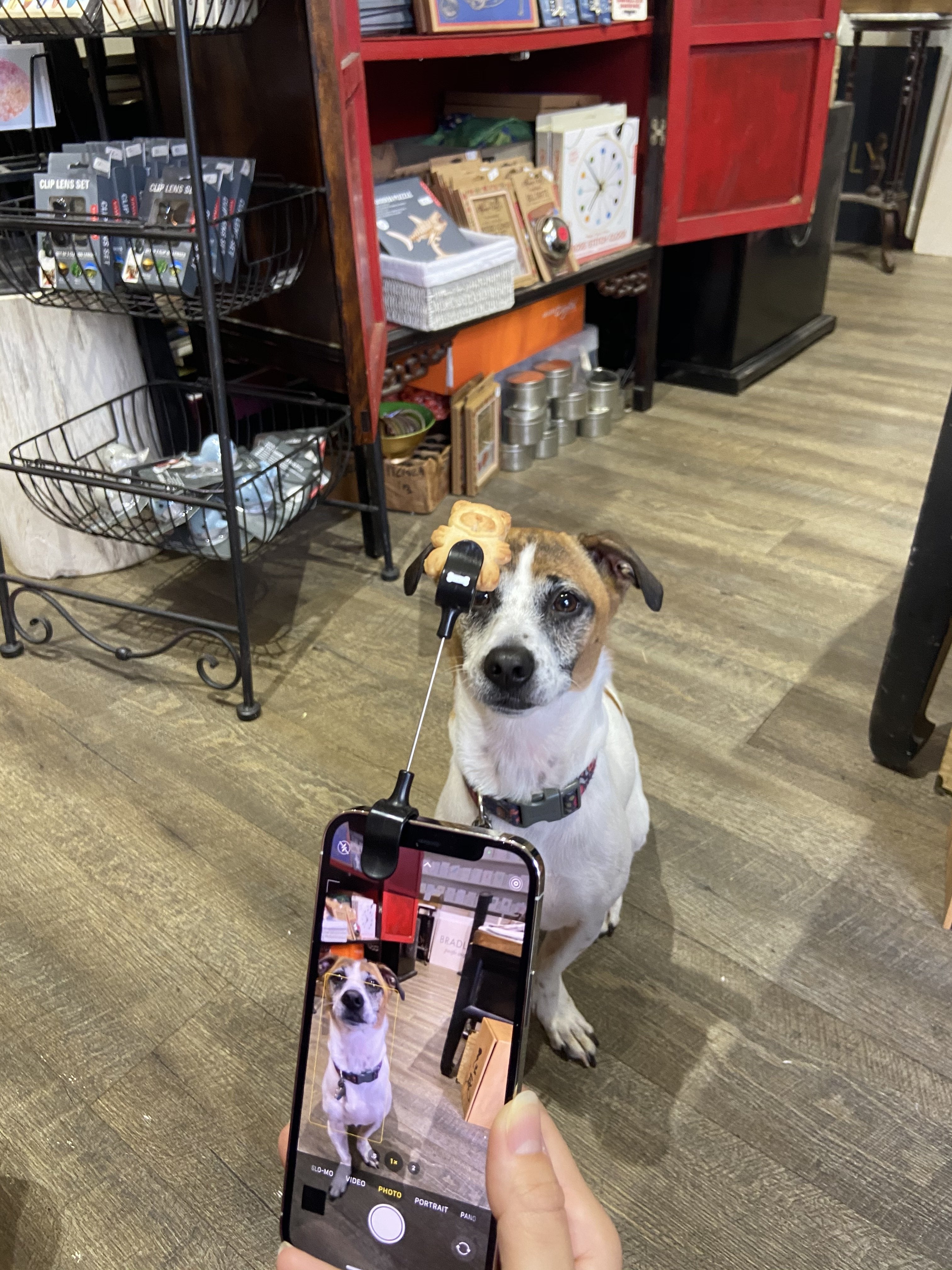 Dog Treat Selfie Clip Bradley &amp; Lily 