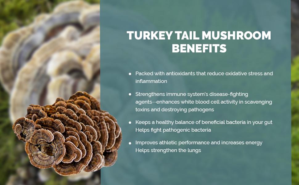 Turkey Tail Extract - Capsules Capsules Real Mushrooms 